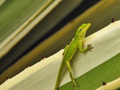 Anolis porcatus