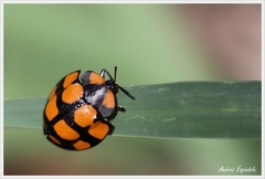 Botanochara decempustulata