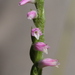 Spiranthes novae-zelandiae - Photo (c) Bill Campbell, μερικά δικαιώματα διατηρούνται (CC BY-NC), uploaded by Bill Campbell