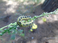 Pieris brassicae