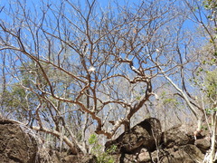 Pseudobombax palmeri