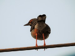 Turdus plumbeus