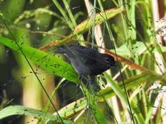 Tiaris olivaceus