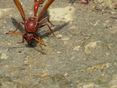 Delta dimidiatipenne