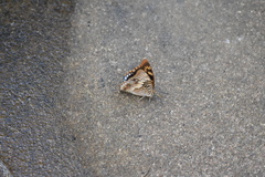 Charaxes guderiana guderiana