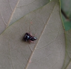 Thiania bhamoensis