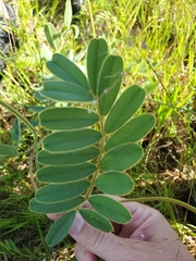 Tephrosia onobrychoides