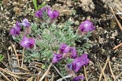 Oxytropis multiceps