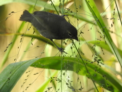 Tiaris olivaceus