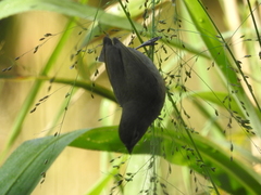Tiaris olivaceus