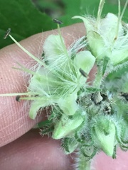 Hydrophyllum macrophyllum