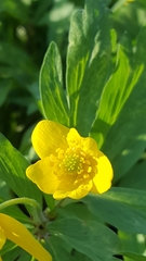 Anemonoides ranunculoides