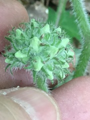 Hydrophyllum macrophyllum