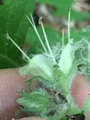 Hydrophyllum macrophyllum