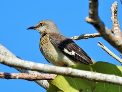 Mimus polyglottos