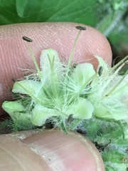 Hydrophyllum macrophyllum