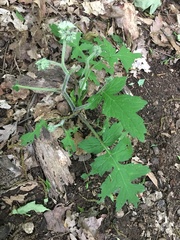 Hydrophyllum macrophyllum