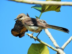 Mimus polyglottos