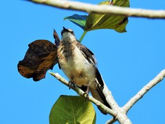 Mimus polyglottos