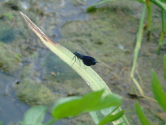 Calopteryx splendens