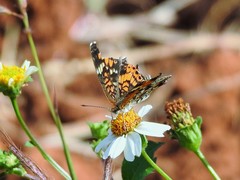 Phyciodes phaon phaon