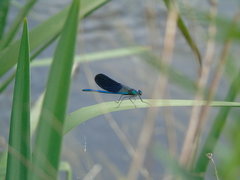 Calopteryx splendens