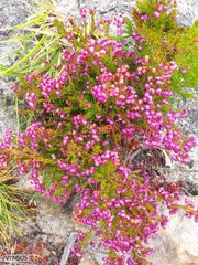Erica multumbellifera