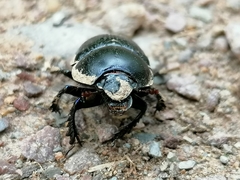 Anoplotrupes stercorosus