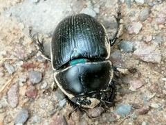 Anoplotrupes stercorosus