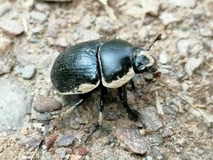 Anoplotrupes stercorosus