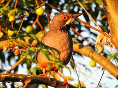 Turdus plumbeus
