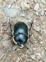 Anoplotrupes stercorosus