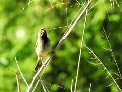 Tiaris olivaceus