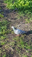 Columba livia domestica