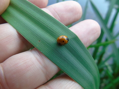 Coccinella septempunctata
