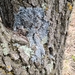 photo of Rosette Lichen (Physcia millegrana)