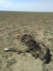 Connochaetes taurinus