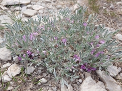 Astragalus tridactylicus