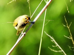 Tiaris olivaceus