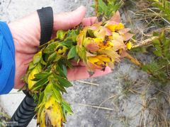 Liparia splendens splendens