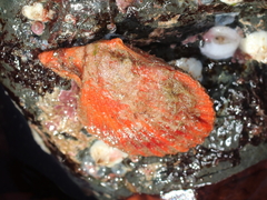 Chlamys hastata