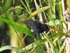 Tiaris olivaceus