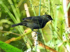 Tiaris olivaceus