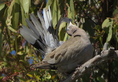Streptopelia decaocto