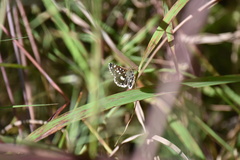 Ernsta dromus