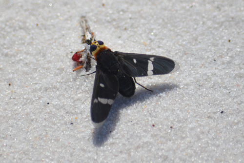 Hyperalonia morio photo 3