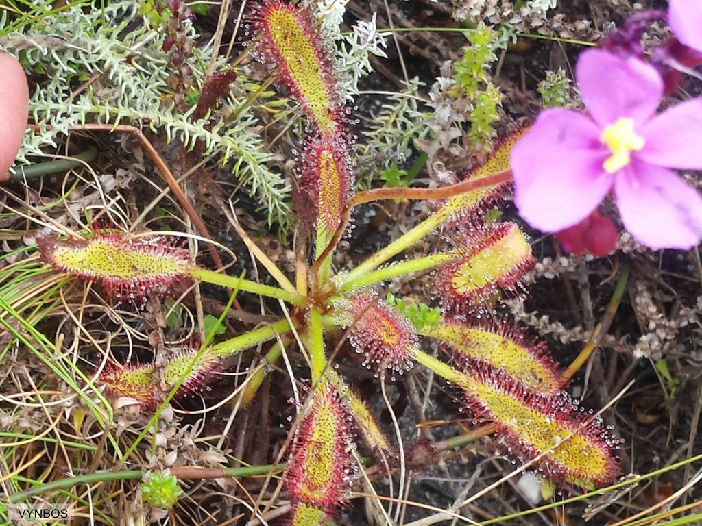 Drosera ramentacea, Noordhoek Beach To Silvermine Reservoir
