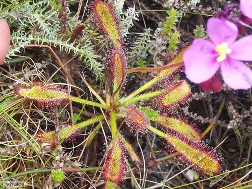 Drosera ramentacea