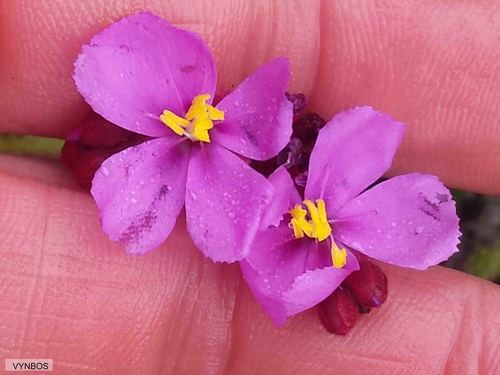 Drosera ramentacea