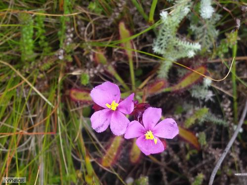 Drosera ramentacea